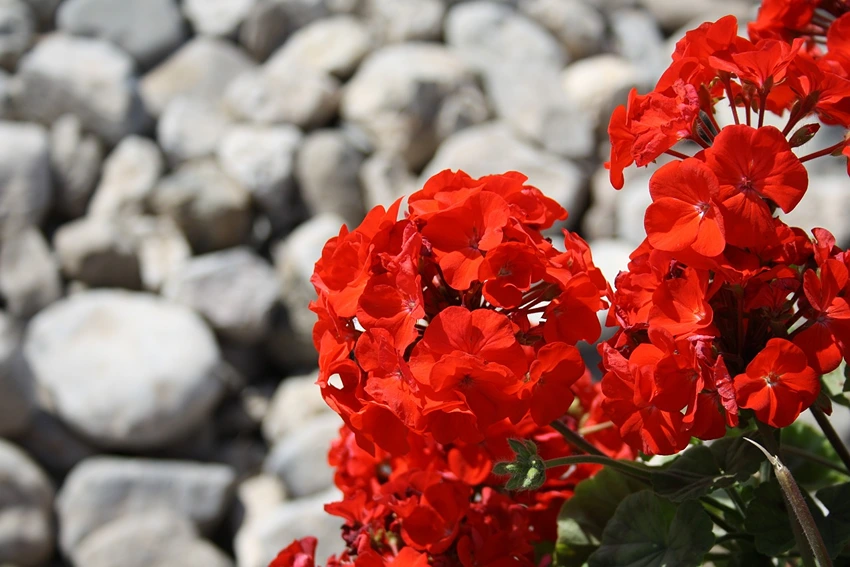 Geranium Basics: A Quick Overview