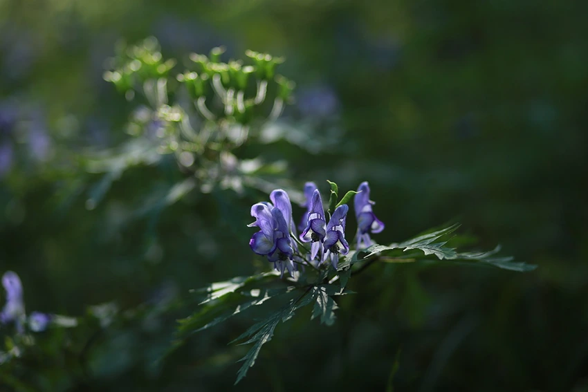 Medicinal Uses of Aconitum spp.