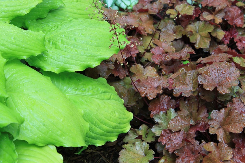 Ornamental Uses of Coral Bells