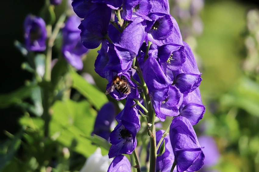 Historical Significance of Aconitum spp.