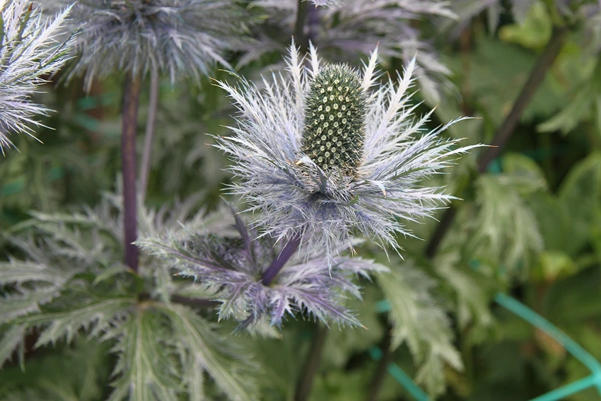 Practical Gardening Tips for Eryngium spp.