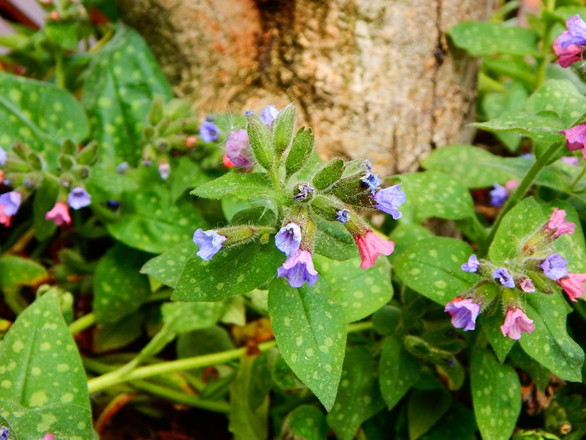 Advanced Gardening Tips with Lungwort
