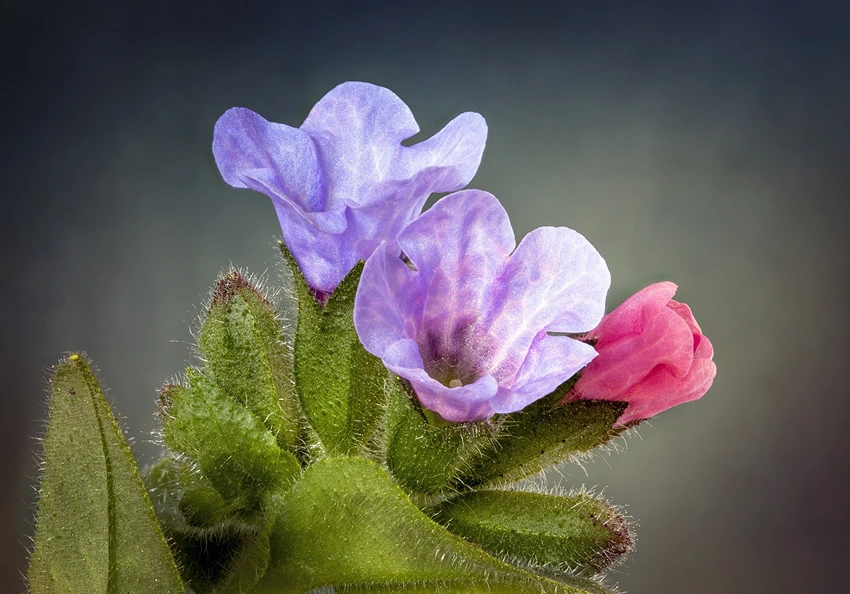 The Allure of Lungwort in Your Garden