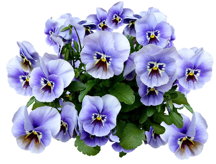 Propagating Pansies
