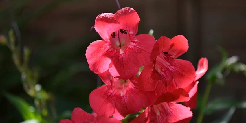 Penstemon spp.: A Vibrant Exploration of Beardtongues