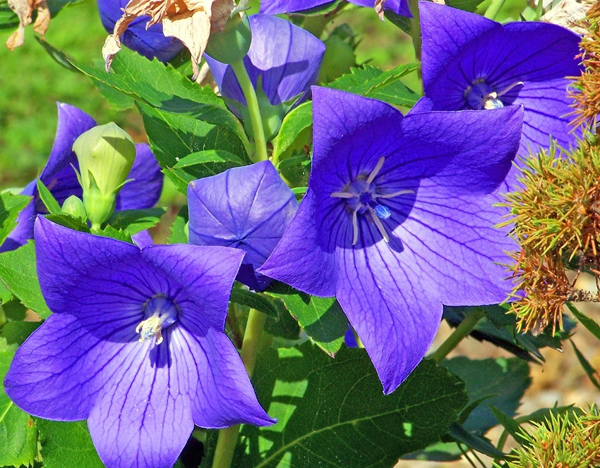 Getting to Know Platycodon