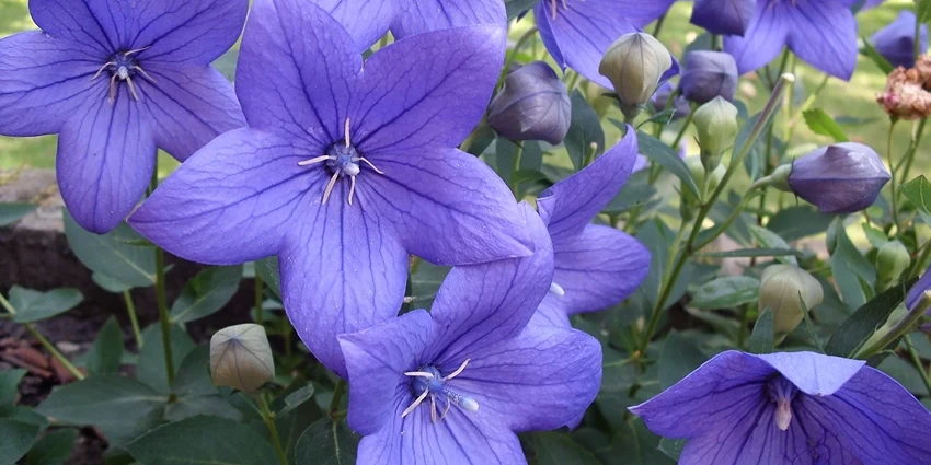 How to Grow Platycodon (Balloon Flower): A Guide to Gardening