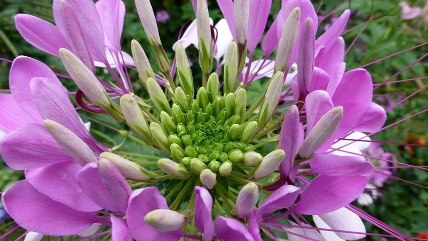 How to Grow Cleome
