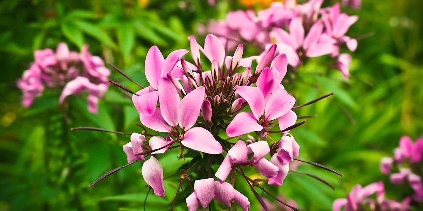 Growing Cleome: A Detailed Guide for Garden Enthusiasts