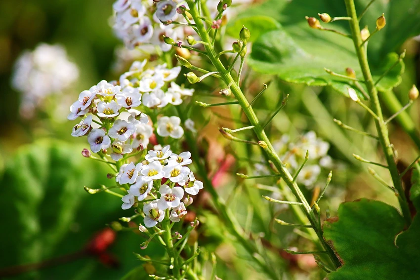 Cultivating Sweet Alyssum: A Gardener's Guide