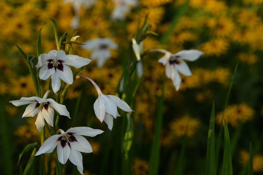 Caring for Acidanthera