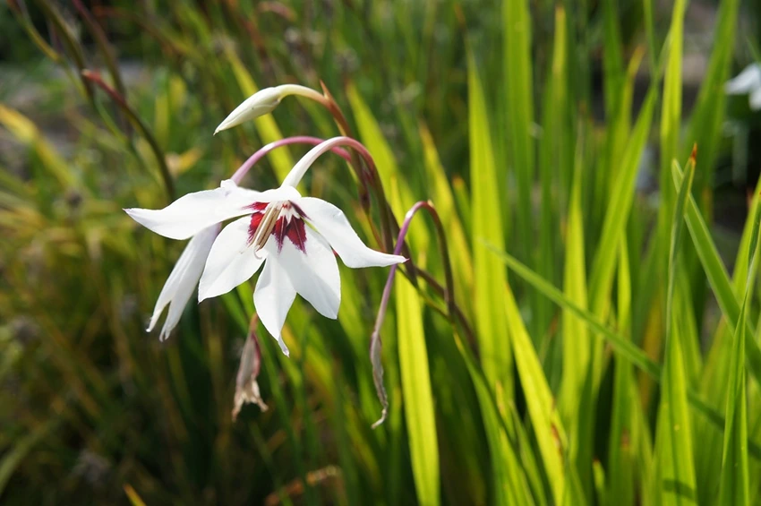 How to Plant Acidanthera