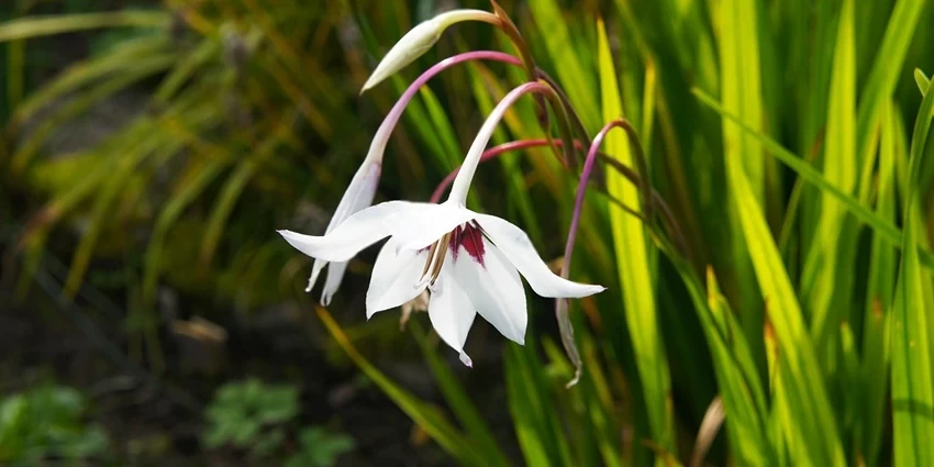 How to Grow Acidanthera