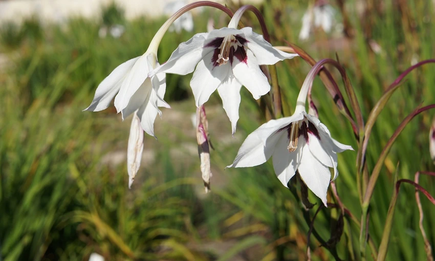 How to Grow Acidanthera
