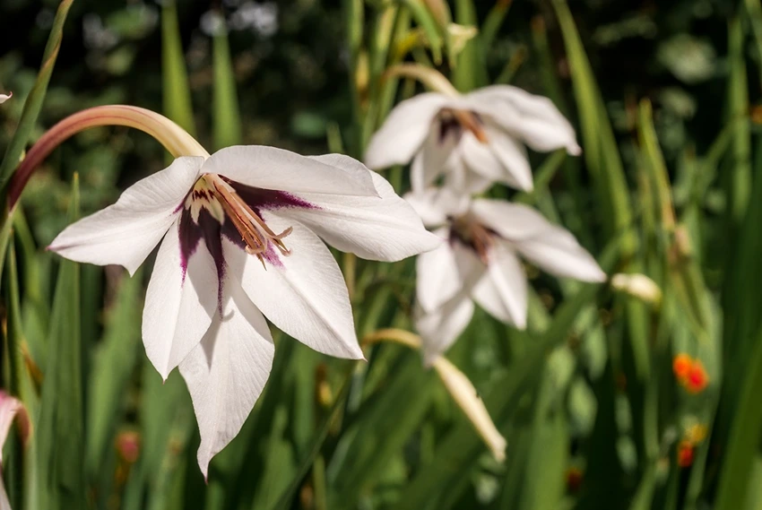 Varieties of Acidanthera to Grow