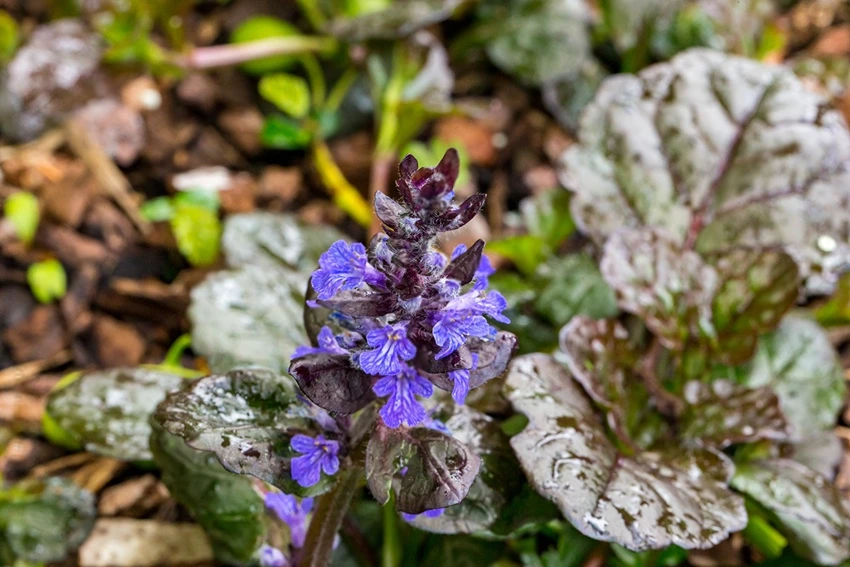 Caring for Ajuga Reptans