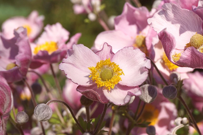 How to Grow Slug-Resistant Plants
