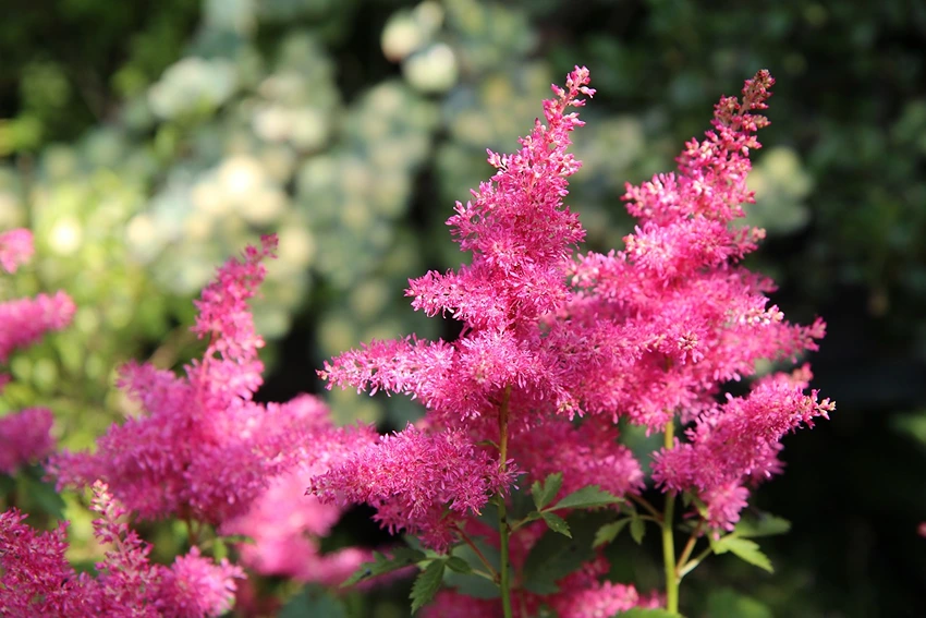 Where to Grow Slug-Resistant Plants