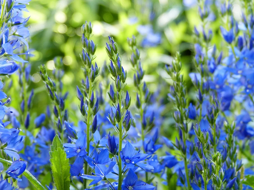 Ideal Growing Conditions for Campanula