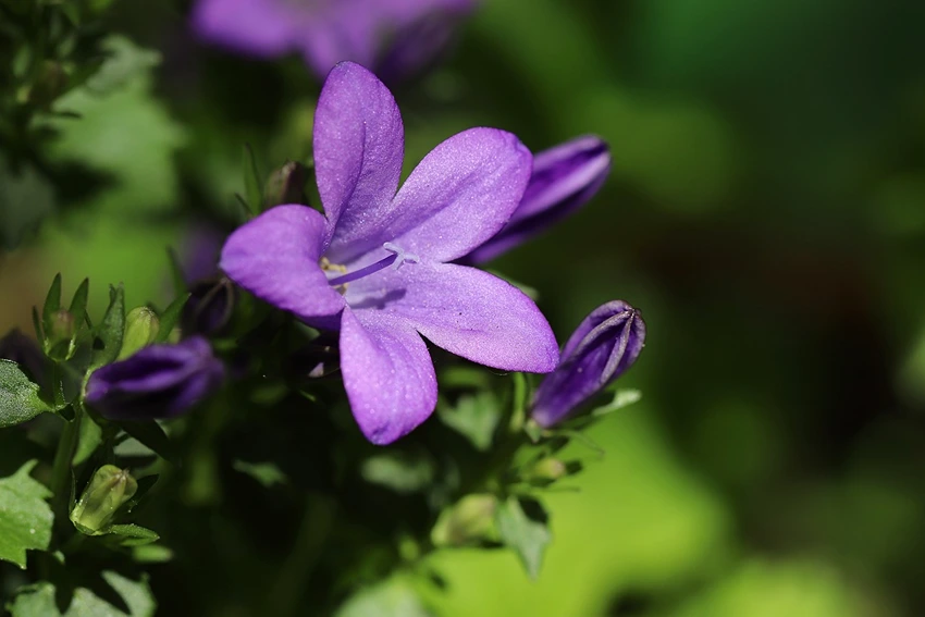 Choosing the Right Campanula Variety
