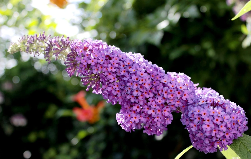 How to Propagate Flowering Shrubs: Advanced Gardening Techniques