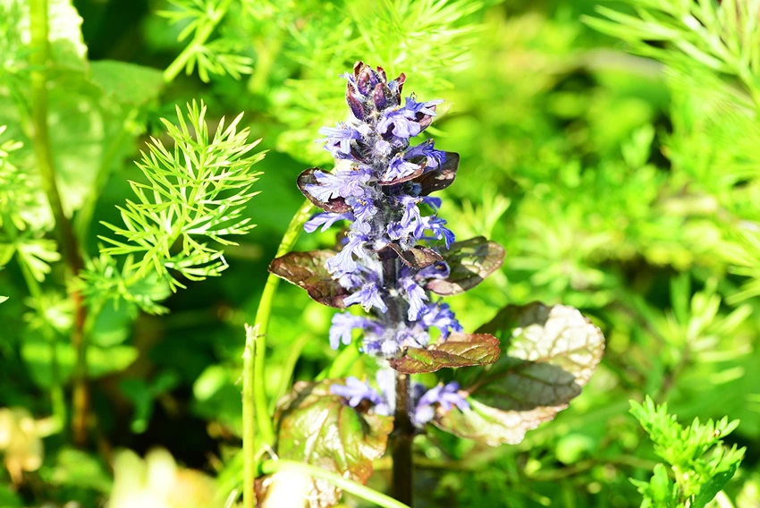 Varieties of Ajuga Reptans to Grow