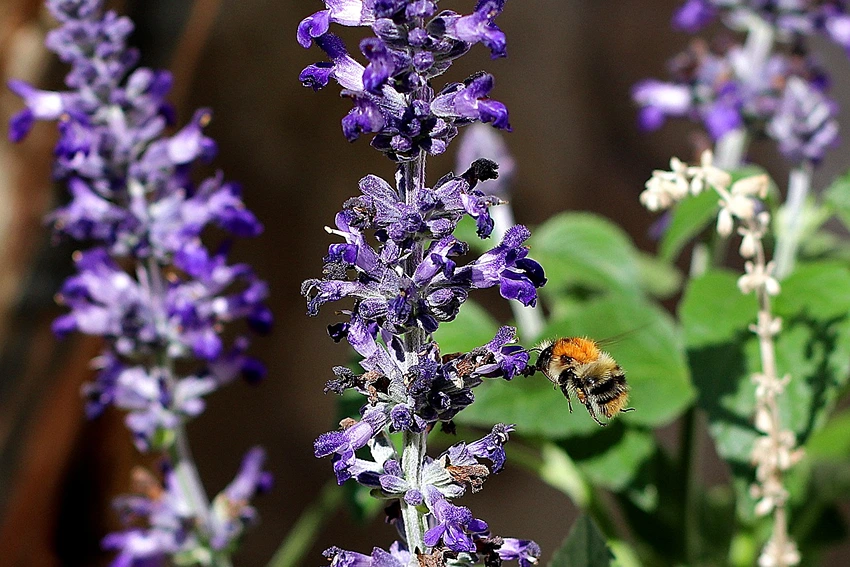 Growing Ajuga Reptans: Problem Solving