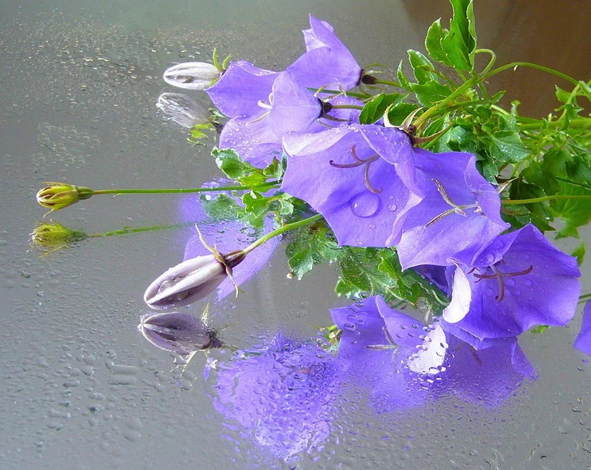 Introduction to Campanula Plants