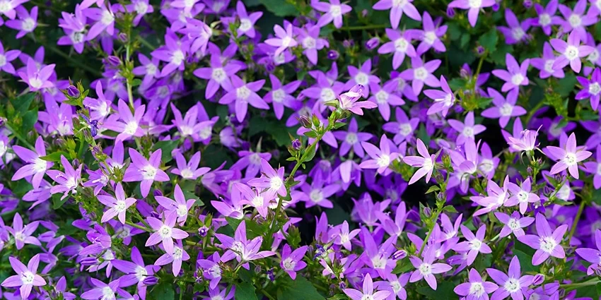How to Grow Campanula