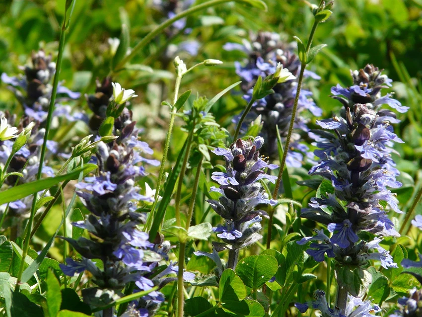 How to Propagate Ajuga Reptans