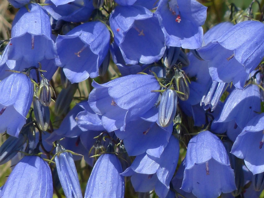 Propagating and Mastering Campanula Care: Your Complete Guide
