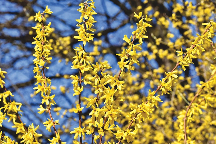 Caring for Flowering Shrubs