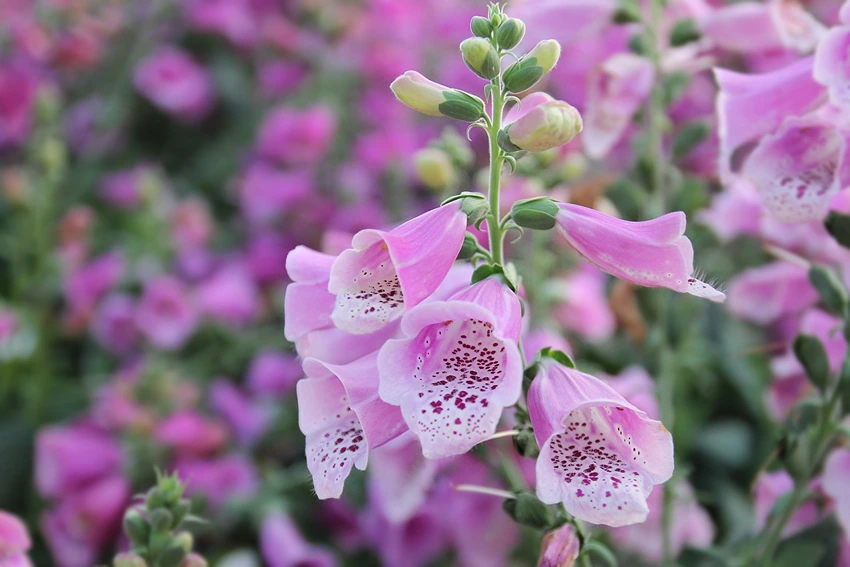 How to Propagate Slug-Resistant Plants