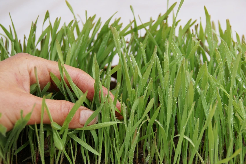 How to Propagate Grasses for Borders