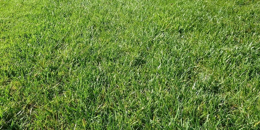 Growing Grasses for Borders: Problem Solving