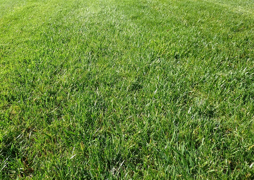 Growing Grasses for Borders: Problem Solving