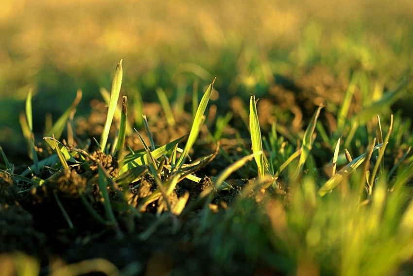 How to Plant Grasses for Borders