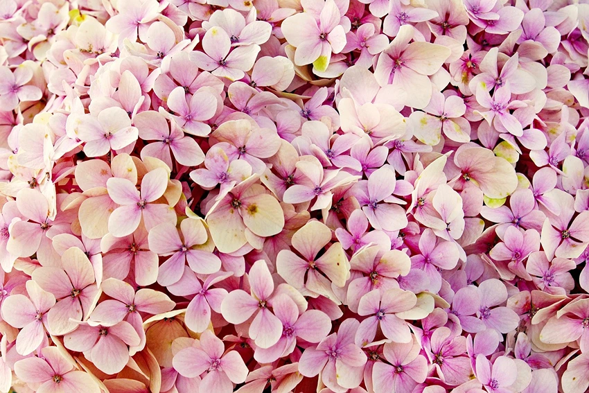 How to Plant Flowering Shrubs