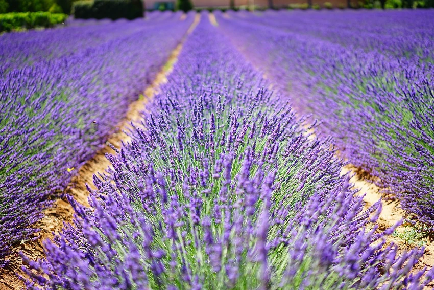 Varieties of Slug-Resistant Plants to Grow