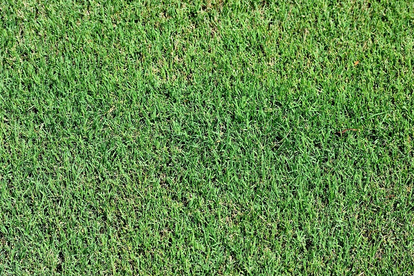 Caring for Grasses for Borders