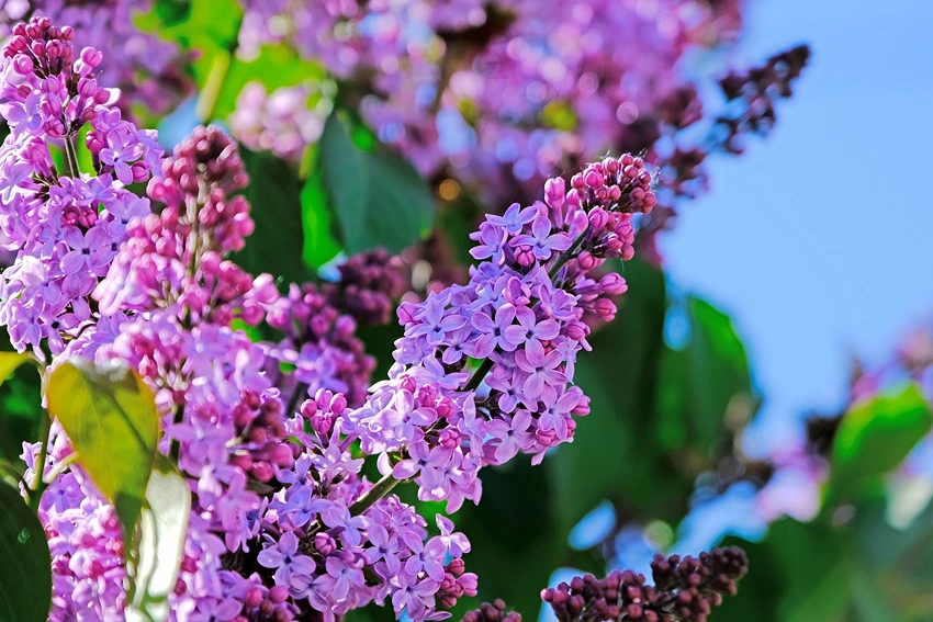 Where to Grow Flowering Shrubs