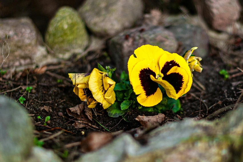 Botanical Profile of Viola × Wittrockiana