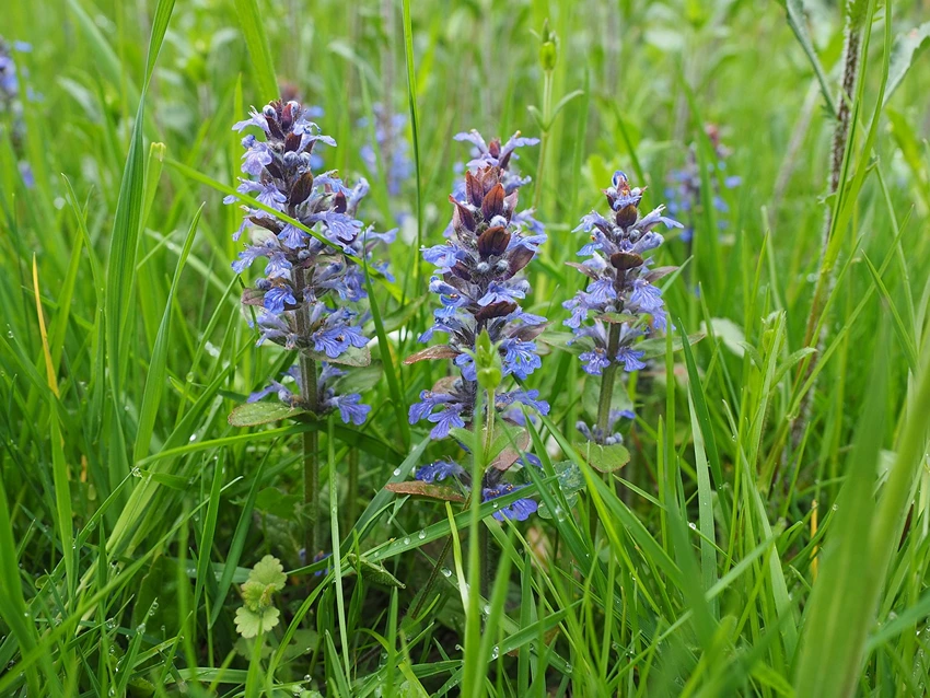 Where to Grow Ajuga Reptans