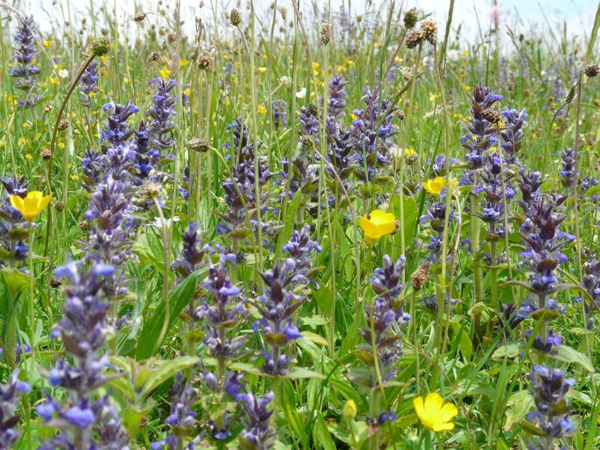 How to Plant Ajuga Reptans