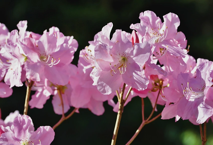How to Grow Flowering Shrubs
