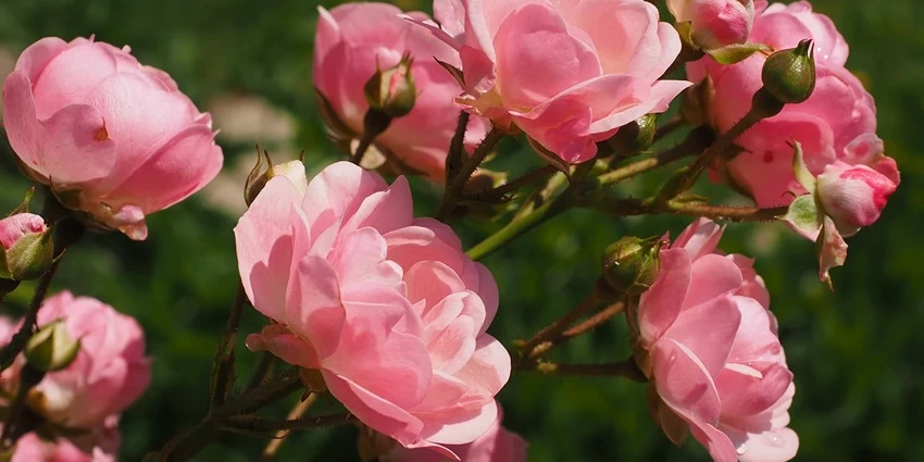 How to Grow Flowering Shrubs