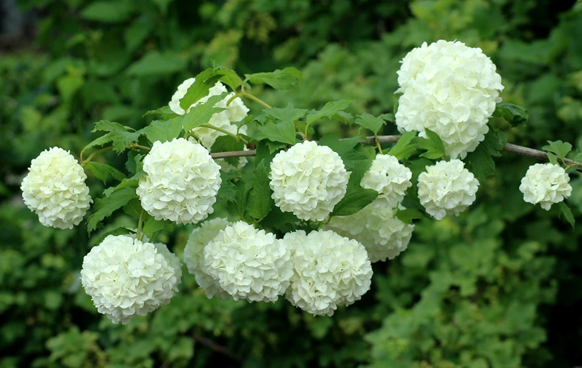 Varieties of Flowering Shrubs to Grow