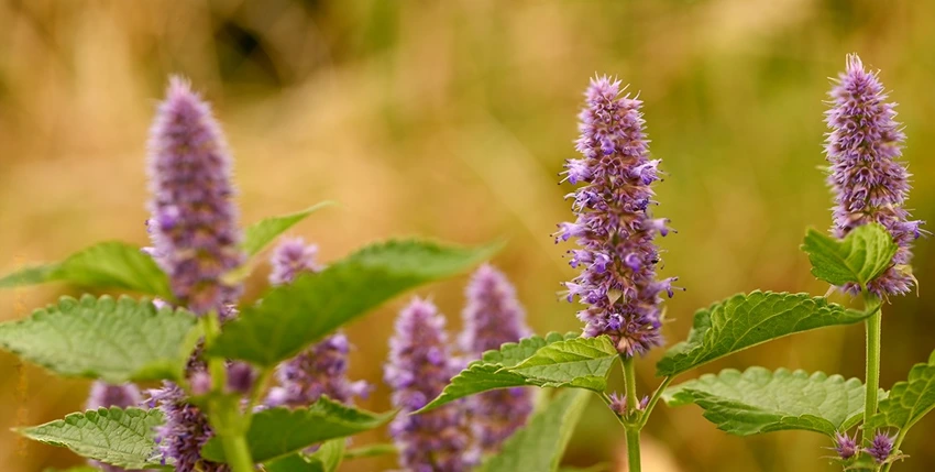 How to Grow Agastache