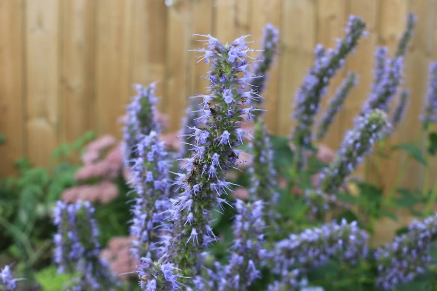 How to Plant Agastache