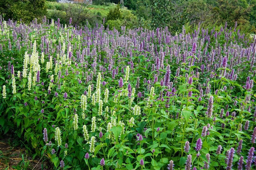 How to Propagate Agastache
